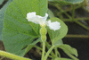 Lagenaria siceraria Lelenca; fleurs-F