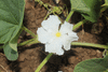 Lagenaria siceraria Lelenca; fleurs-F