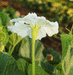 Lagenaria siceraria Lelenca; fleurs-M