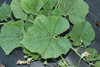 Lagenaria siceraria Medium bottle; feuilles