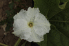 Lagenaria siceraria Thaian kettle; fleurs-M