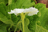 Lagenaria siceraria Thaian kettle; fleurs-M