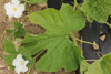Lagenaria siceraria Thaian kettle; feuilles