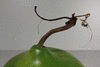 Lagenaria siceraria Thaian kettle; pedoncules