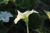 Lagenaria siceraria BO 028; fleurs-M