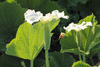 Lagenaria siceraria BO 028; fleurs-F