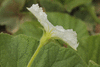 Lagenaria siceraria Alamos; fleurs-M