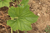 Lagenaria siceraria Alamos; feuilles