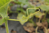 Lagenaria siceraria Alamos; vrilles