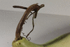 Lagenaria siceraria Alamos; pedoncules
