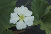 Lagenaria siceraria Mora; fleurs-M