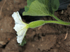 Lagenaria siceraria Mora; fleurs-F