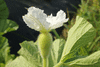 Lagenaria siceraria Tarahumara small bule; fleurs-F