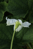 Lagenaria siceraria Tarahumara small bule; fleurs-M