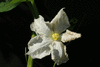 Lagenaria siceraria BO 037; fleurs-F