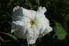 Lagenaria siceraria BO 037; fleurs-M
