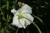 Lagenaria siceraria BO 037; fleurs-M