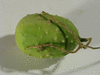 Cucumis aculeatus ; fruits