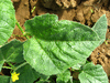 Cucumis aculeatus ; feuilles