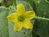 Cucumis aculeatus ; fleurs-F