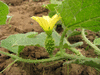 Cucumis aculeatus ; fleurs-F
