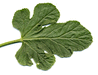 Cucumis africanus Concombre africain; feuilles