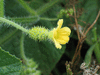 Cucumis metuliferus Concombre du Kenya ou kiwano; fleurs-F