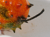 Cucumis metuliferus Concombre du Kenya ou kiwano; pedoncules