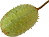 (Cucumis anguria)