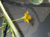 Cucumis anguria ; fleurs-M