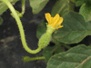 Cucumis anguria ; fleurs-F