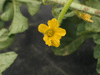Cucumis anguria ; fleurs-F