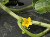 Cucumis anguria ; fleurs-M