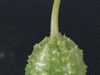 Cucumis anguria ; pedoncules
