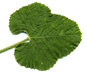 Cucumis dipsaceus Concombre bardane; feuilles
