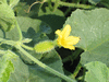 Cucumis dipsaceus Concombre bardane; fleurs-F