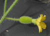 Cucumis dipsaceus Concombre bardane; fleurs-F