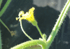 Cucumis dipsaceus Concombre bardane; fleurs-M