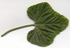Cucumis longipes ; feuilles