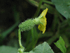 Cucumis zeyherii ; fleurs-F