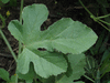 Cucumis zeyherii ; feuilles