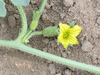 Cucumis zeyherii ; fleurs-F