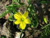 Cucumis zeyherii ; fleurs-M
