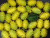 Cucumis zeyherii ; fruits