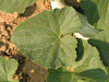 Cucumis melo flexuosus Tortarello abruzzese chiaro; feuilles