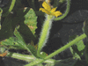 Cucumis melo flexuosus Tortarello abruzzese chiaro; fleurs-F