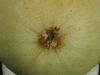 Cucumis melo Honeydew ( orange flesh ); ombilics