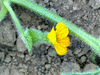 Cucumis melo Honeydew ( orange flesh ); fleurs-F