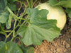 Cucumis melo Honeydew ( orange flesh ); feuilles