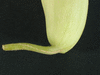 Cucumis melo flexuosus Metki white (Concombre armenien); pedoncules